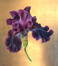 Iris Germanica 'Premier Cru' XL Rose Gold
