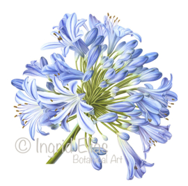 Card 'Agapanthus'