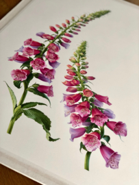 Digitalis purpurea