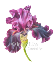 Iris Germanica 'Premier Cru'