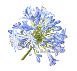 Agapanthus