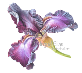 Card Iris Germanica 'Baltic Star'