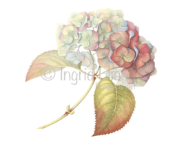 'Hydrangea Autumn'