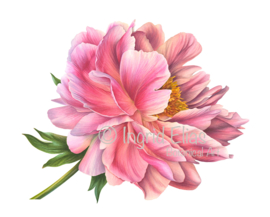 Card Peony 'Coral sunset'