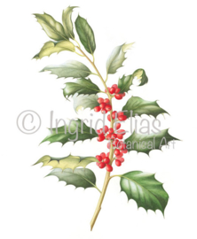 Card Ilex aquifolium