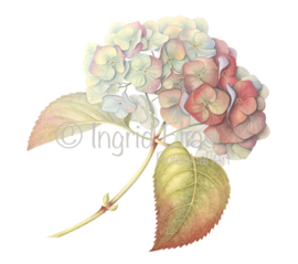 Card 'Hydrangea Autumn'