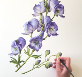 Monkshood