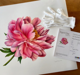 Card Peony 'Coral sunset'
