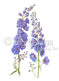 Delphinium