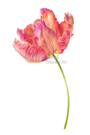 Tulipa 'Apricot parrot' No.1
