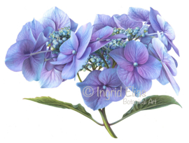 Card 'Blue Hydrangea'