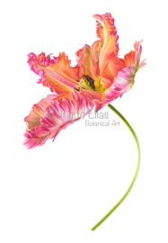 Tulipa 'Apricot parrot' No.2