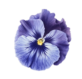 Card 'Blue Viola'