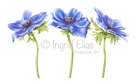 Card Anemone 'Blu Mistral'