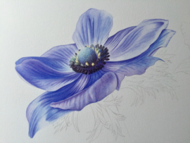 Anemone 'Blu Mistral'