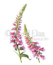 Digitalis purpurea