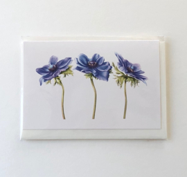 Card Anemone 'Blu Mistral'