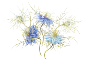 Card 'Love in a Mist'