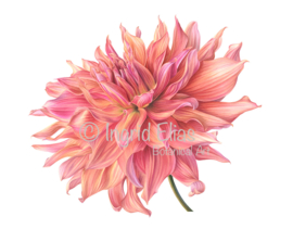 Card Dahlia 'Belle of Barmera'