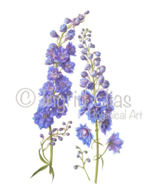 Card Delphinium