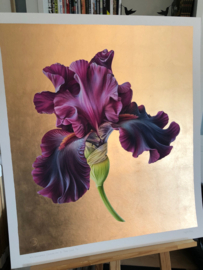 Iris Germanica 'Premier Cru' XL Rose Gold