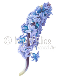 Card Hyacint 'Blue Star'