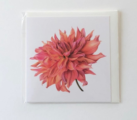 Card Dahlia 'Belle of Barmera'