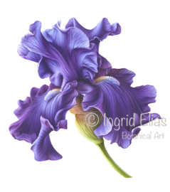 Card 'Blue Iris'