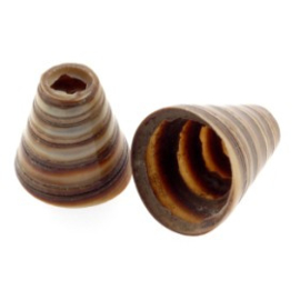 eindkap bagongon shell klein 28 x 20 mm p/6
