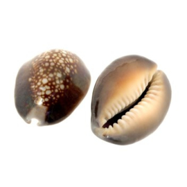 hanger cowrie schelp +/- 25 x 18 mm p/20