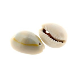 hanger cowrie schelp +/- 20 x 15 mm p/20