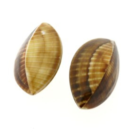 schelpkraal brown cockles 4 zijdig 28x18mm  p/10