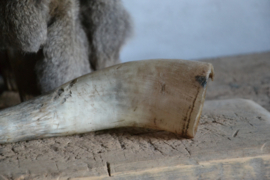 Mooie decoratieve hoorn