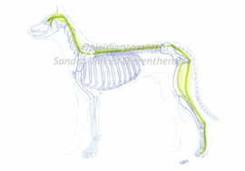 Inschrijven nascholing connecties myofasciale ketens en meridianen hond, maandag 11 augustus 2025