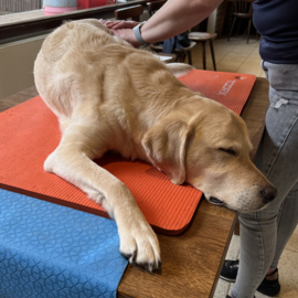 Het lymfestelsel en lymfedrainage bij honden