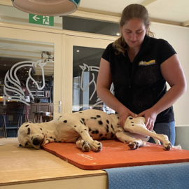 Beroepsopleiding myofascial release voor honden (MFR)