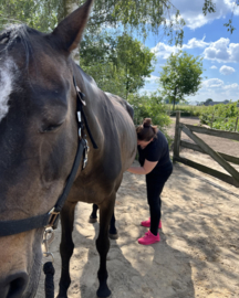 Inschrijven PAARD massage therapeut module 2, start 31 augustus 2026