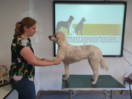 Inschrijven module 1 sportmassage voor honden, september 2022