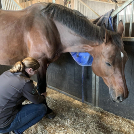 Beroepsopleiding massage therapeut voor paarden