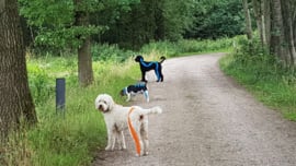Medical- en functional taping voor honden