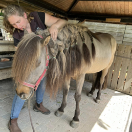 Inschrijven privéles paardenmassage, datum in overleg