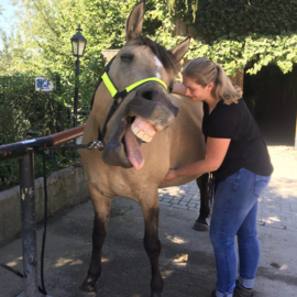 Inschrijven PAARD module 1, start 27 februari 2024 (Weert/Nederweert)