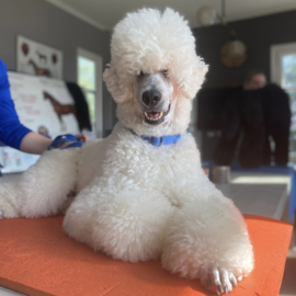 Inschrijven HOND massage therapeut module 3, start 15 april 2024