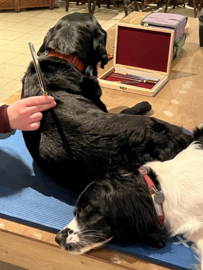 Inschrijven nascholing myofascial release met stemvorken, vrijdag 17 juli 2026