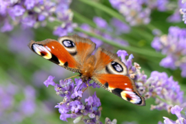 Tips voor een sfeervolle tuin/balkon