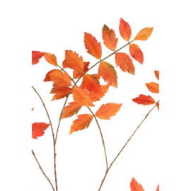 Herfsttak oranje bladeren