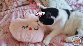STUNTPRIJS Roze snuffelhart met gezicht (gevuld met catnip én valeriaan)