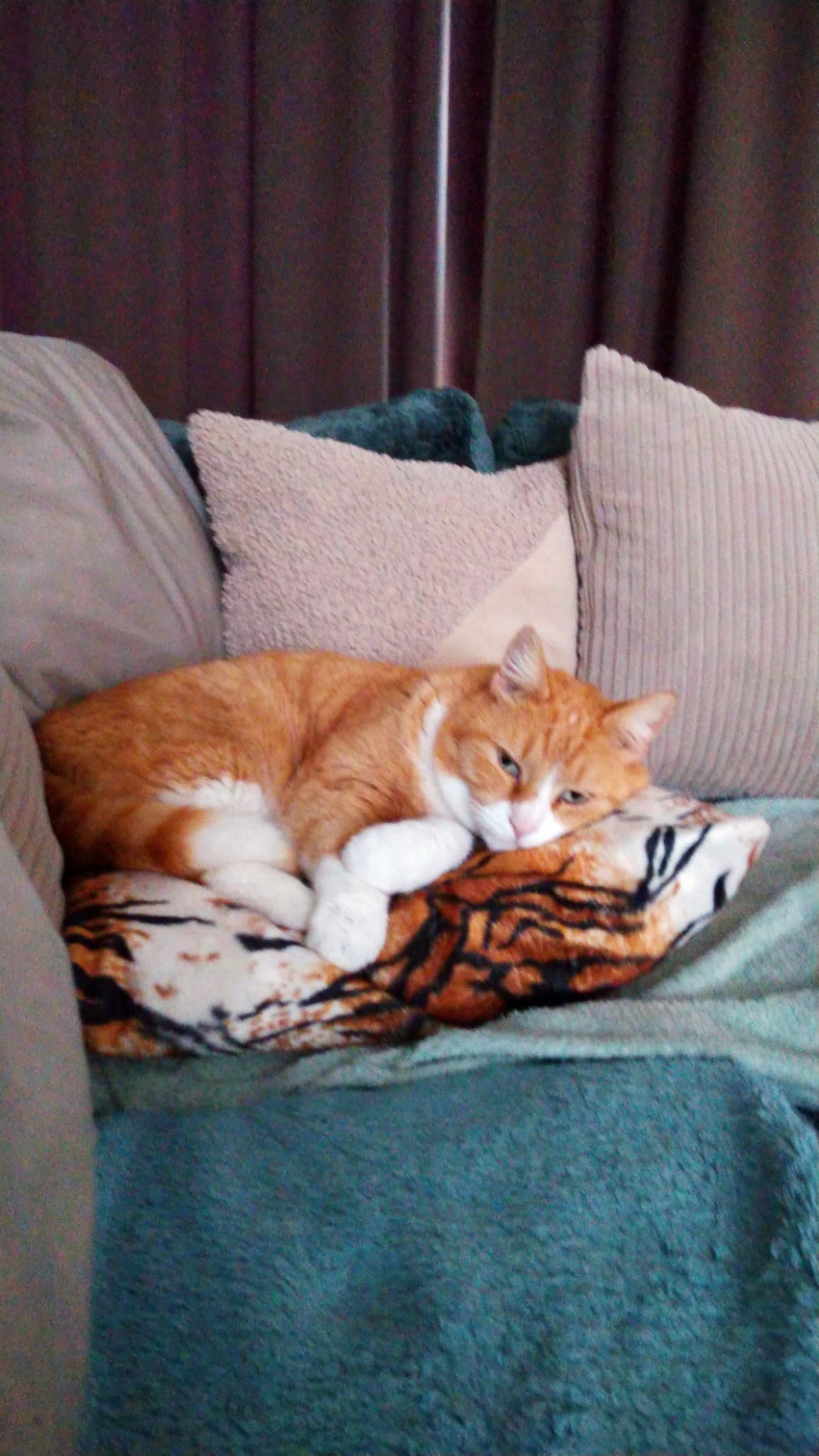 NIEUW/ SnuffelKUSSEN Tijger (gevuld met catnip én valeriaan)