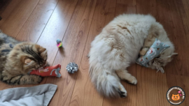 2 delige set snuffelzakjes gym Verrassing (gevuld met catnip ) + 2 cadeautjes