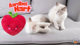 STUNTAANBIEDING Rode snuffelaardbei (gevuld met matatabi)
